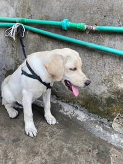 Labrador Retriever Male Dog Golden/White