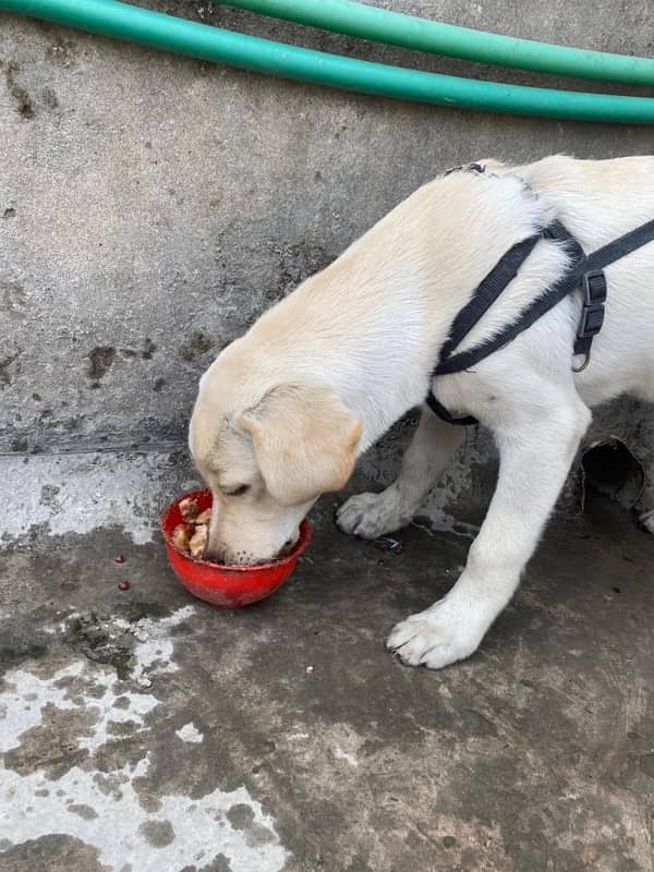 Labrador Retriever Male Dog Golden/White 1