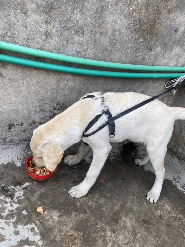 Labrador Retriever Male Dog Golden/White 2