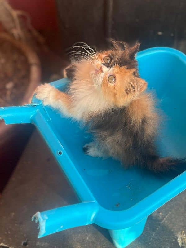 peki and calico female kitten available 4