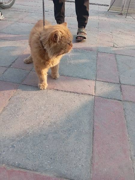 Persian Male Cat 3