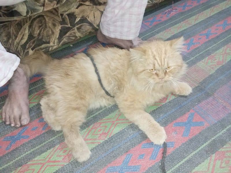 Persian Male Cat 5