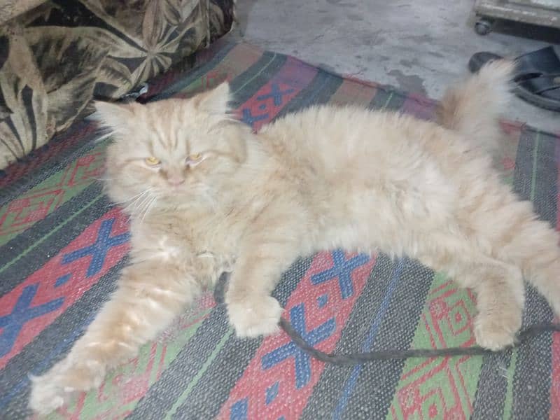 Persian Male Cat 6