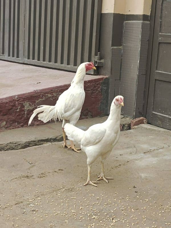 White Aseel pair for sale 0