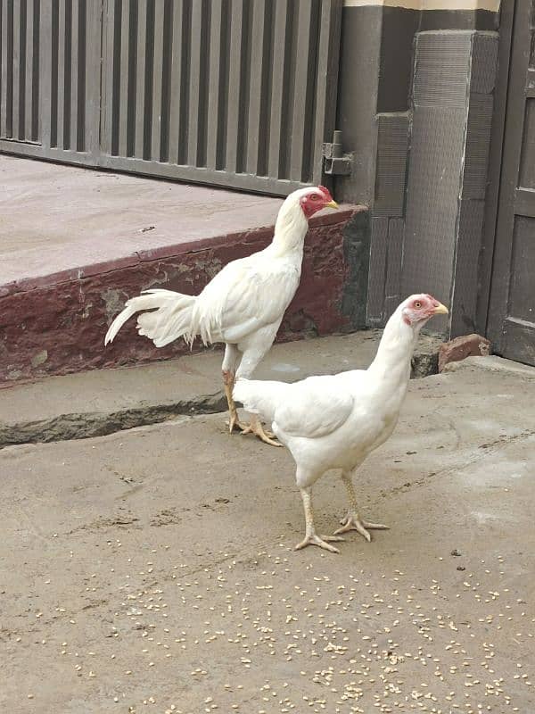 White Aseel pair for sale 1