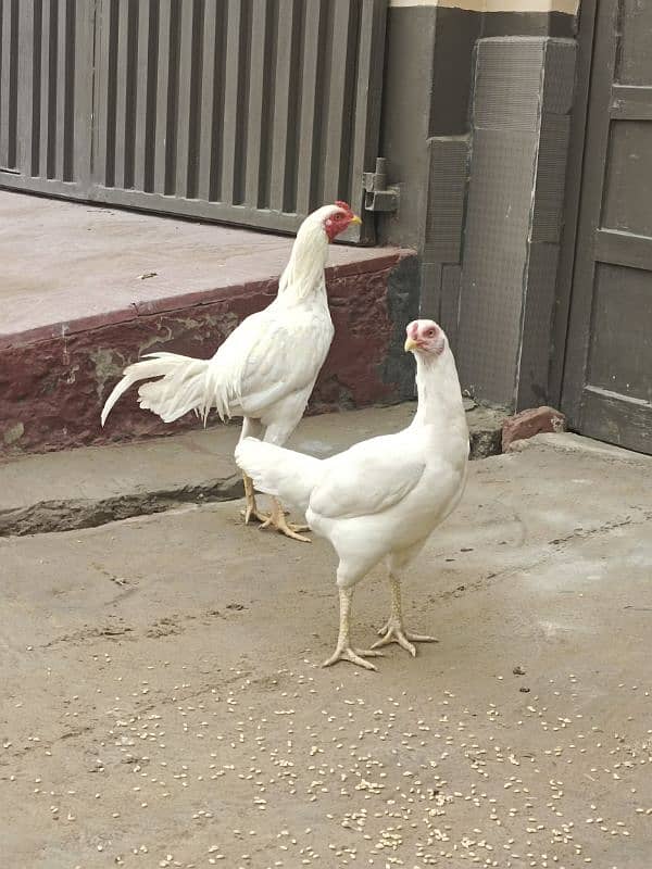 White Aseel pair for sale 2