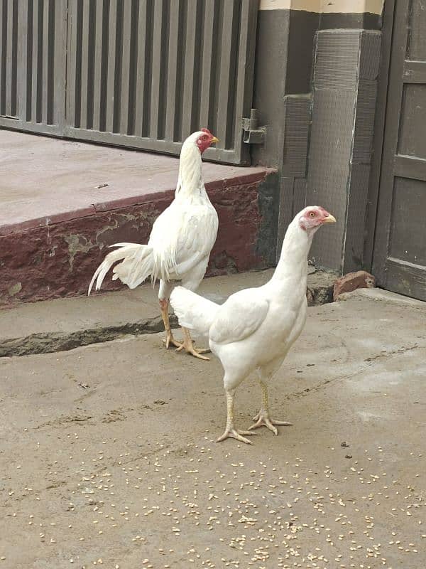 White Aseel pair for sale 3