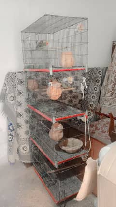 4 Portions Steel Cage with 1 pair LoveBird, 2 pairs Australian parrot