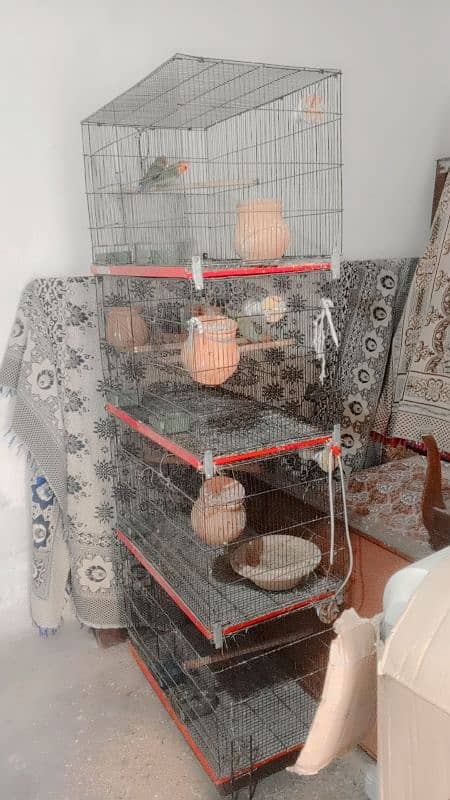 4 Portions Steel Cage with 1 pair LoveBird, 2 pairs Australian parrot 0