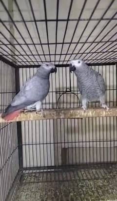 African gray parrot II Britannica II Breeder pair II For sale