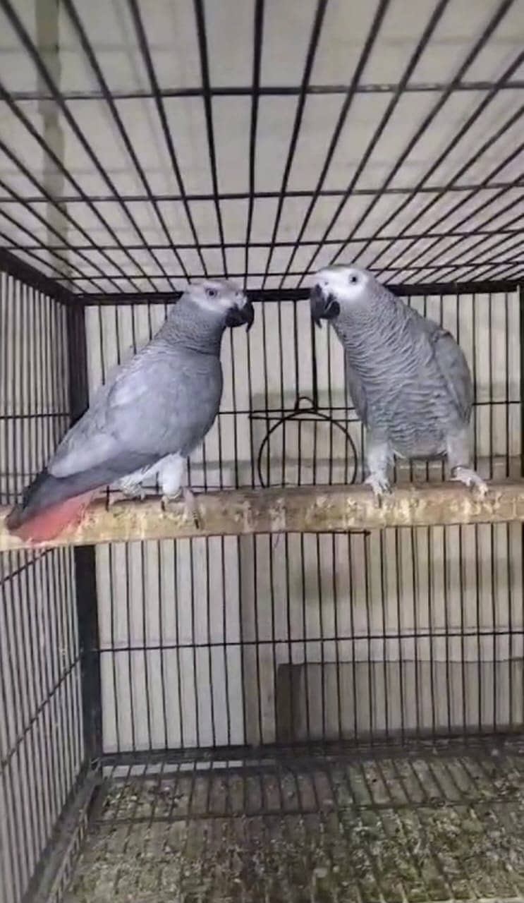 African gray parrot II Britannica II Breeder pair II For sale 0