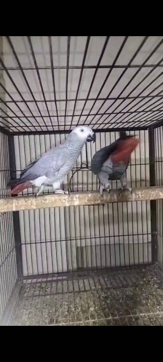 African gray parrot II Britannica II Breeder pair II For sale 2