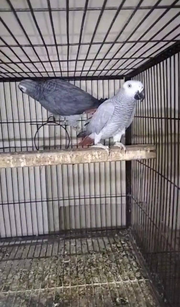 African gray parrot II Britannica II Breeder pair II For sale 3