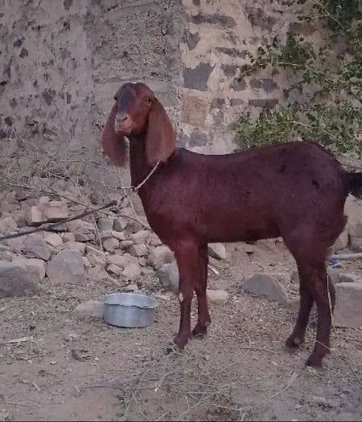 Goat for sale everything is okay (Age=11 month) /Whatsapp 03499278957 0