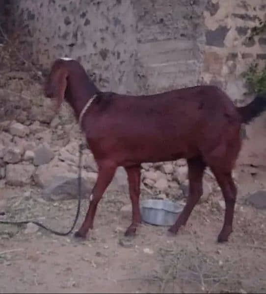 Goat for sale everything is okay (Age=11 month) /Whatsapp 03499278957 1