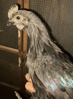 original ayam cemani black male ha WhatsApp number, 03028987697