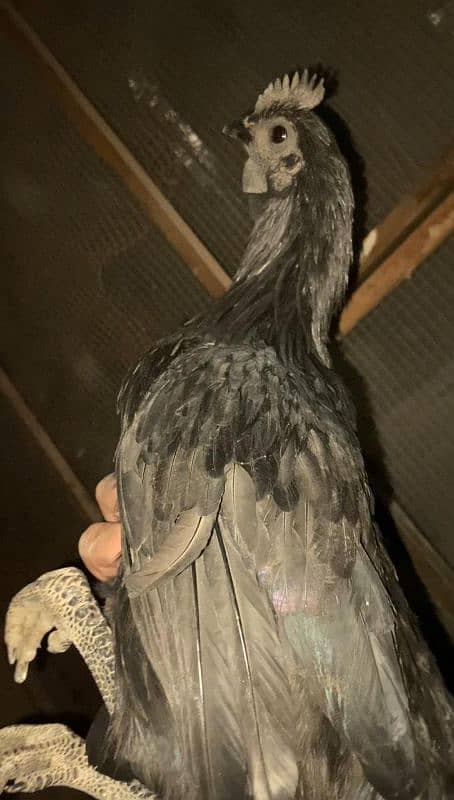 original ayam cemani black male ha WhatsApp number, 03028987697 1