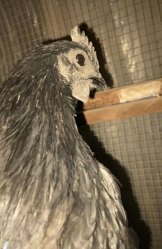 original ayam cemani black male ha WhatsApp number, 03028987697 2