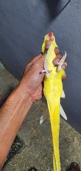 YeLLoW RinGnEcK female 0