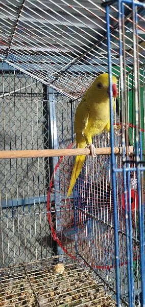 YeLLoW RinGnEcK female 1