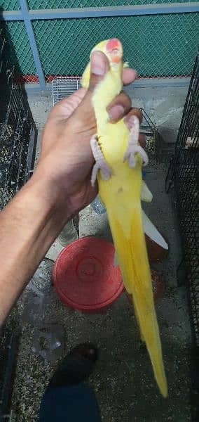 YeLLoW RinGnEcK female 3