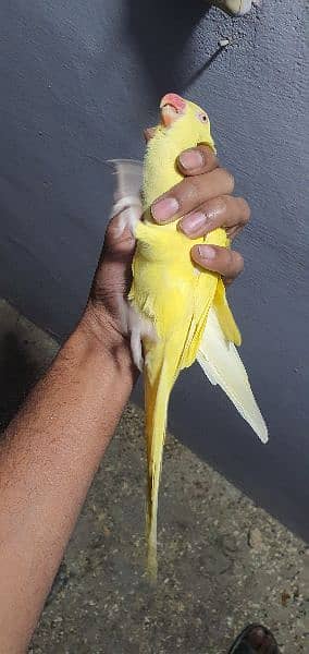 YeLLoW RinGnEcK female 4