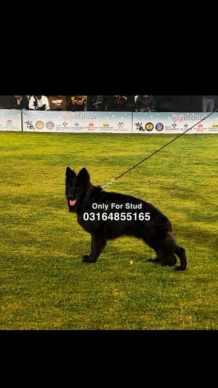 Champion German Shepherd 4