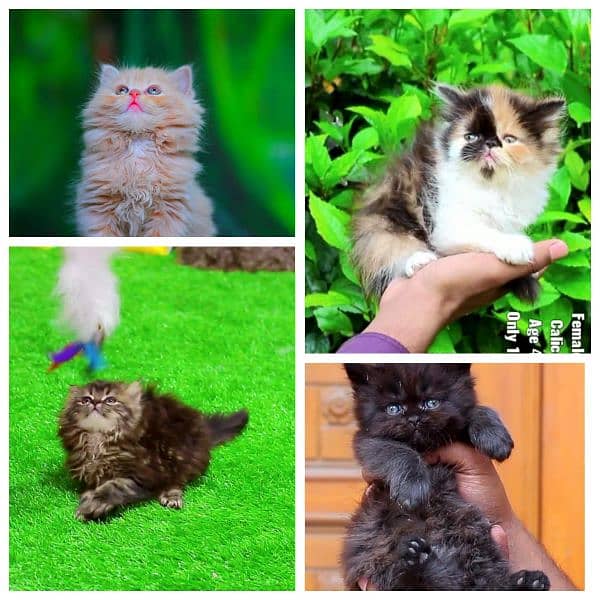 Persian | Tripple Coat | Fluffy | Cute face | Blue eye | Billi | Cat 1