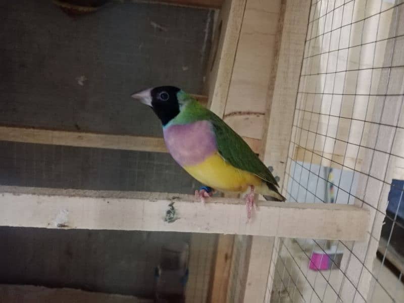 split blue gouldian pair 0