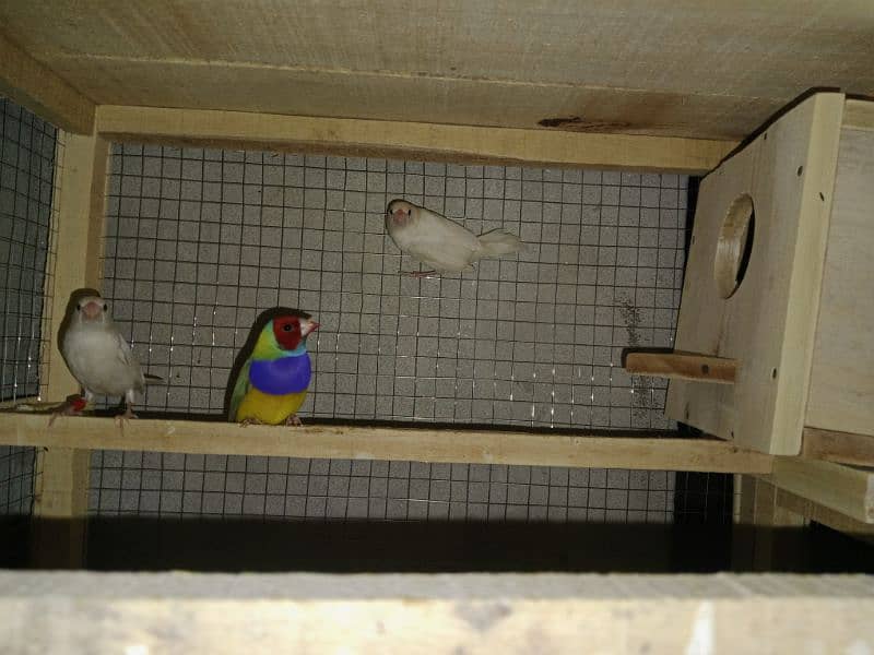 split blue gouldian pair 1