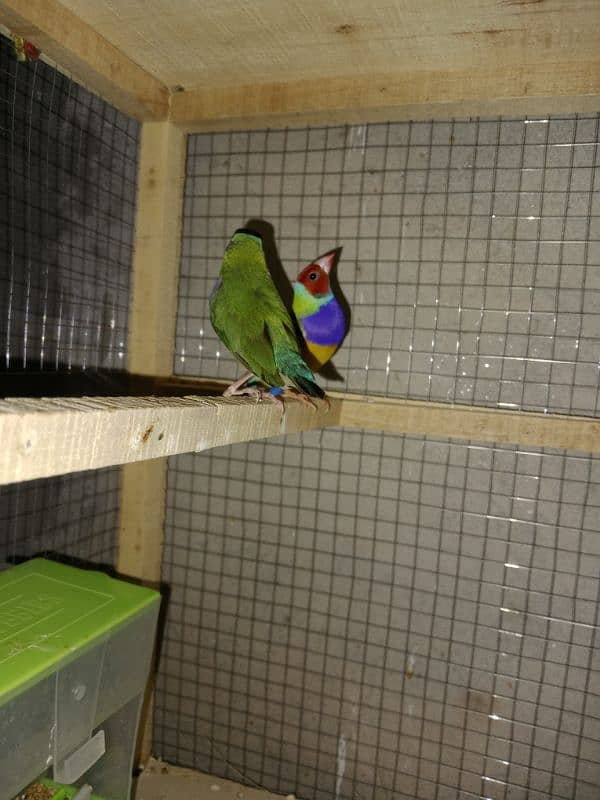 split blue gouldian pair 2