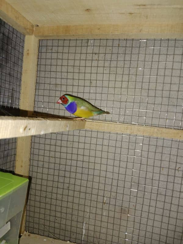 split blue gouldian pair 3