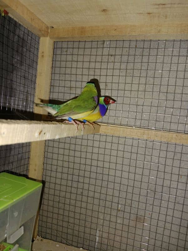 split blue gouldian pair 4