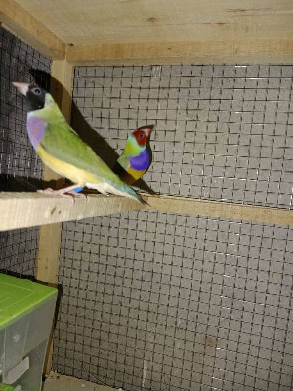 split blue gouldian pair 5