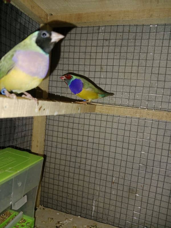 split blue gouldian pair 6