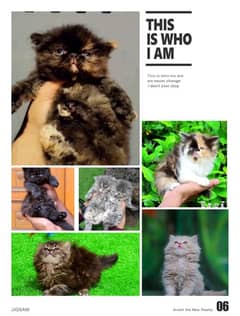 Persian | Cat | Tripple Coat | Fluffy | Small Kittens | Ginger Colour