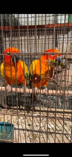 jhandai  conure breeder pair