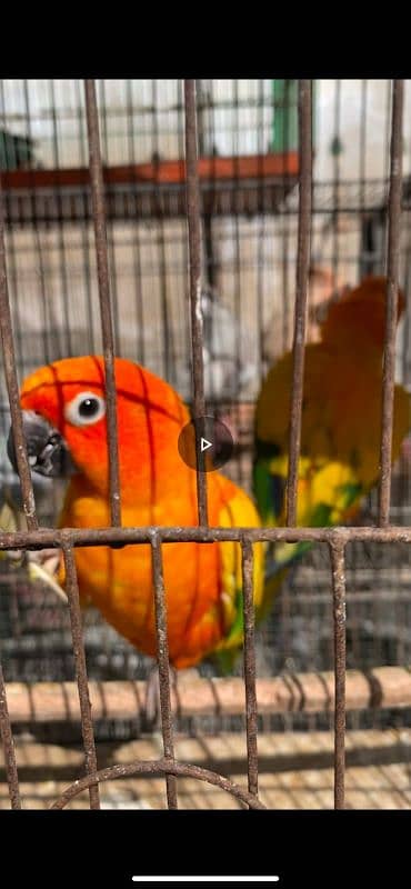 jhandai  conure breeder pair 1