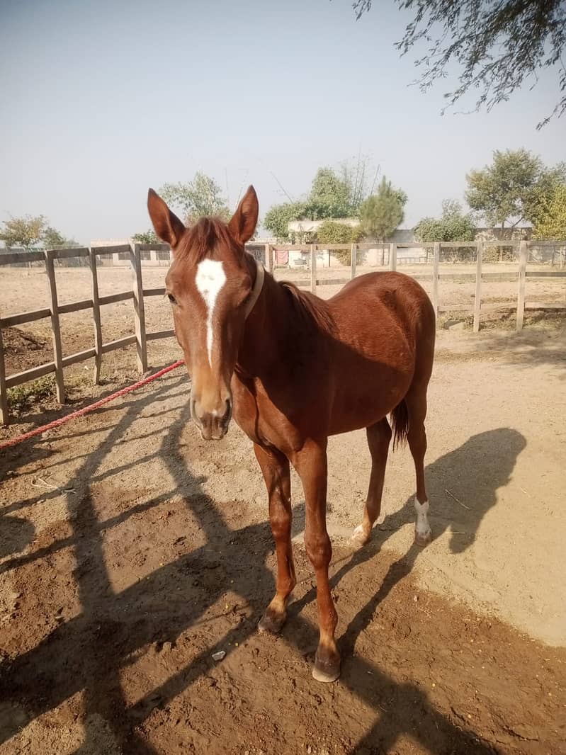 Beautifull Wacheri (Filly) For Sale in Rawalpindi very Good Breed 0