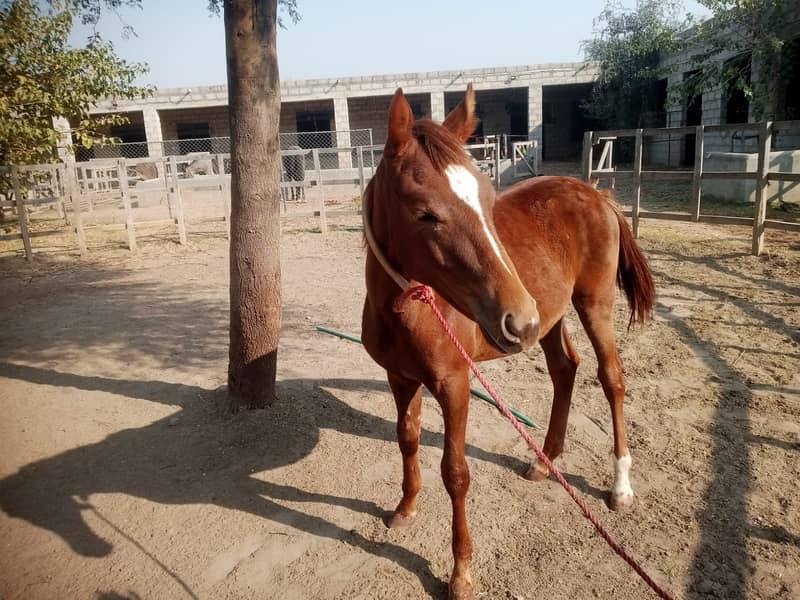 Beautifull Wacheri (Filly) For Sale in Rawalpindi very Good Breed 1