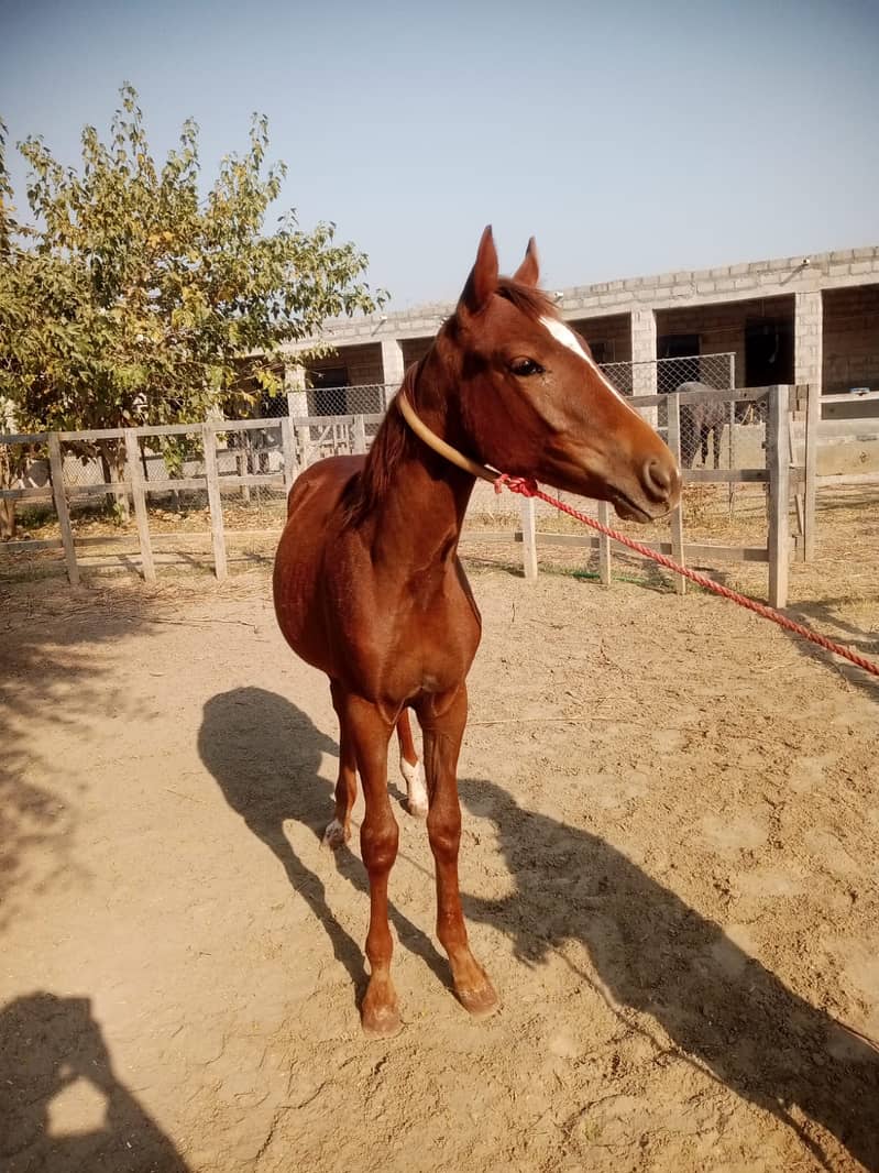 Beautifull Wacheri (Filly) For Sale in Rawalpindi very Good Breed 2