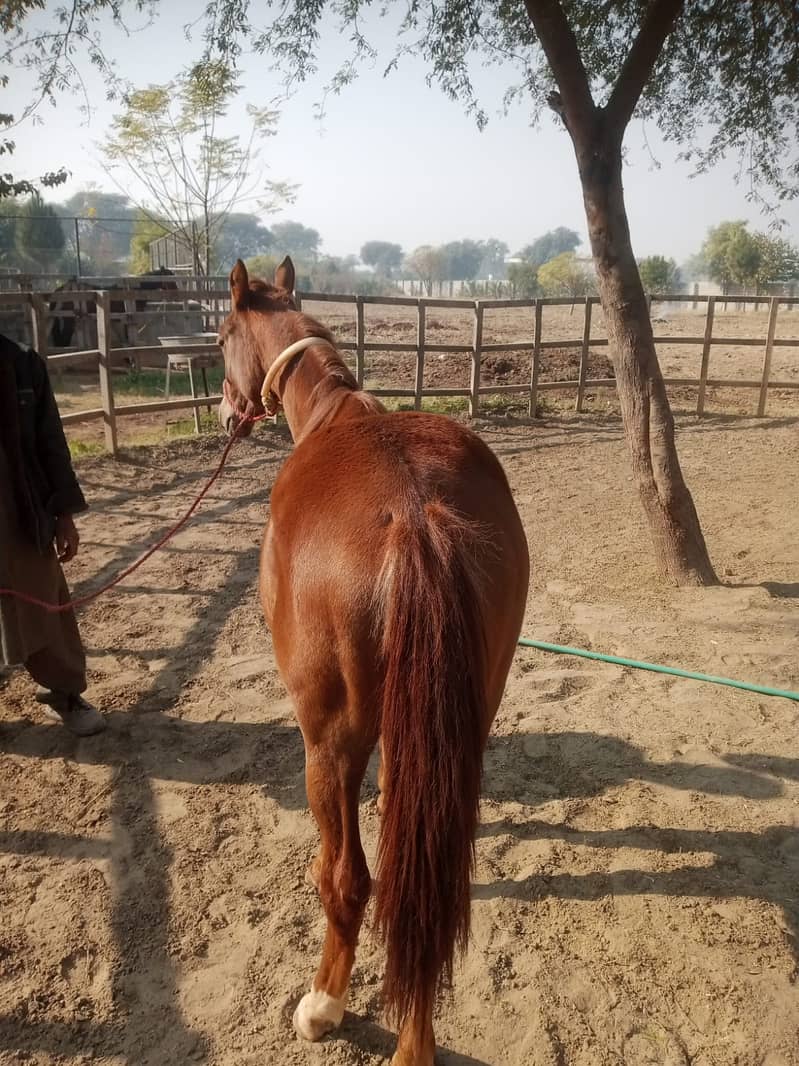 Beautifull Wacheri (Filly) For Sale in Rawalpindi very Good Breed 3