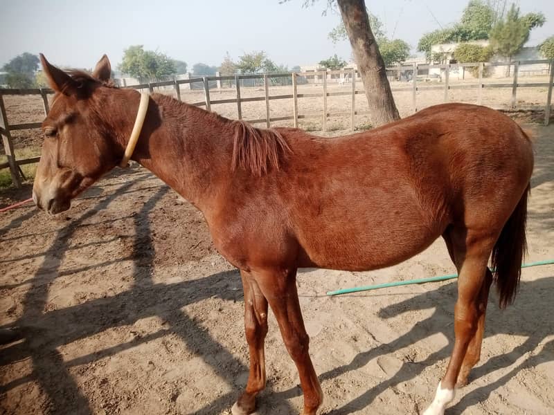 Beautifull Wacheri (Filly) For Sale in Rawalpindi very Good Breed 4