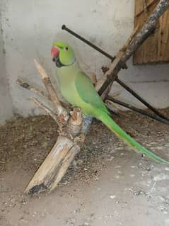 Green Parrot For Sale