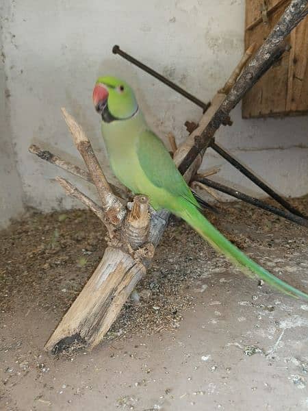 Green Parrot For Sale 0