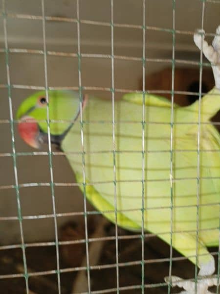 Green Parrot For Sale 1