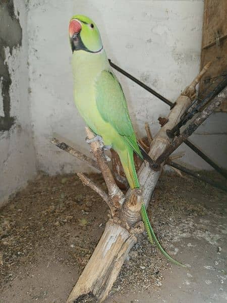 Green Parrot For Sale 2