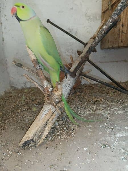 Green Parrot For Sale 3