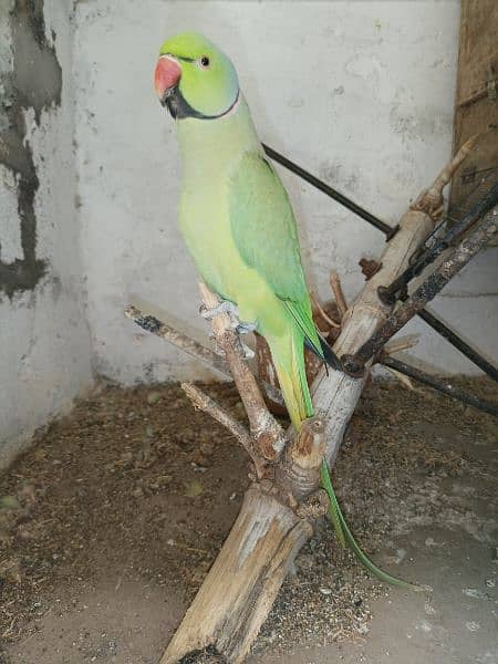 Green Parrot For Sale 4