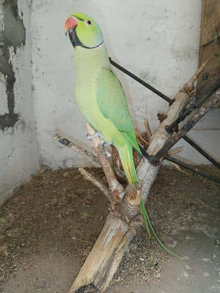 Green Parrot For Sale 5